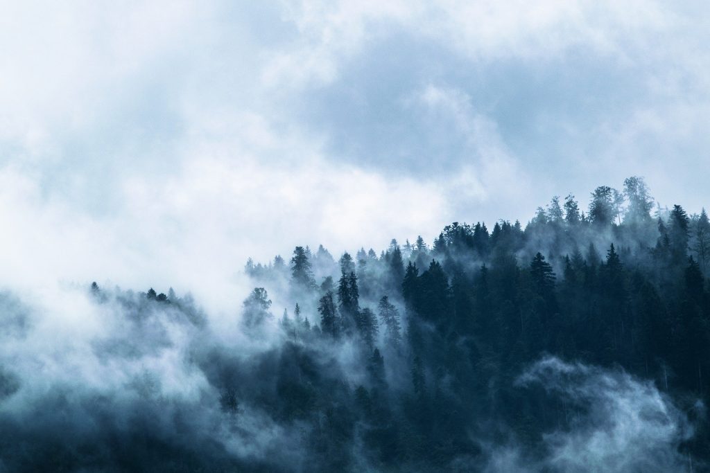 SEO visibility - forest with fog covering it